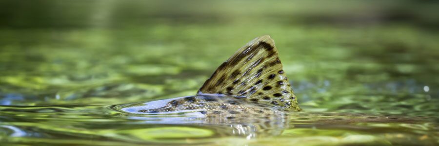 Guided Fly Fishing